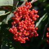 Red-Berried Elder #5 - Image 2